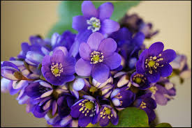 images-41