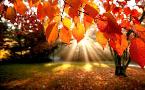 images-21